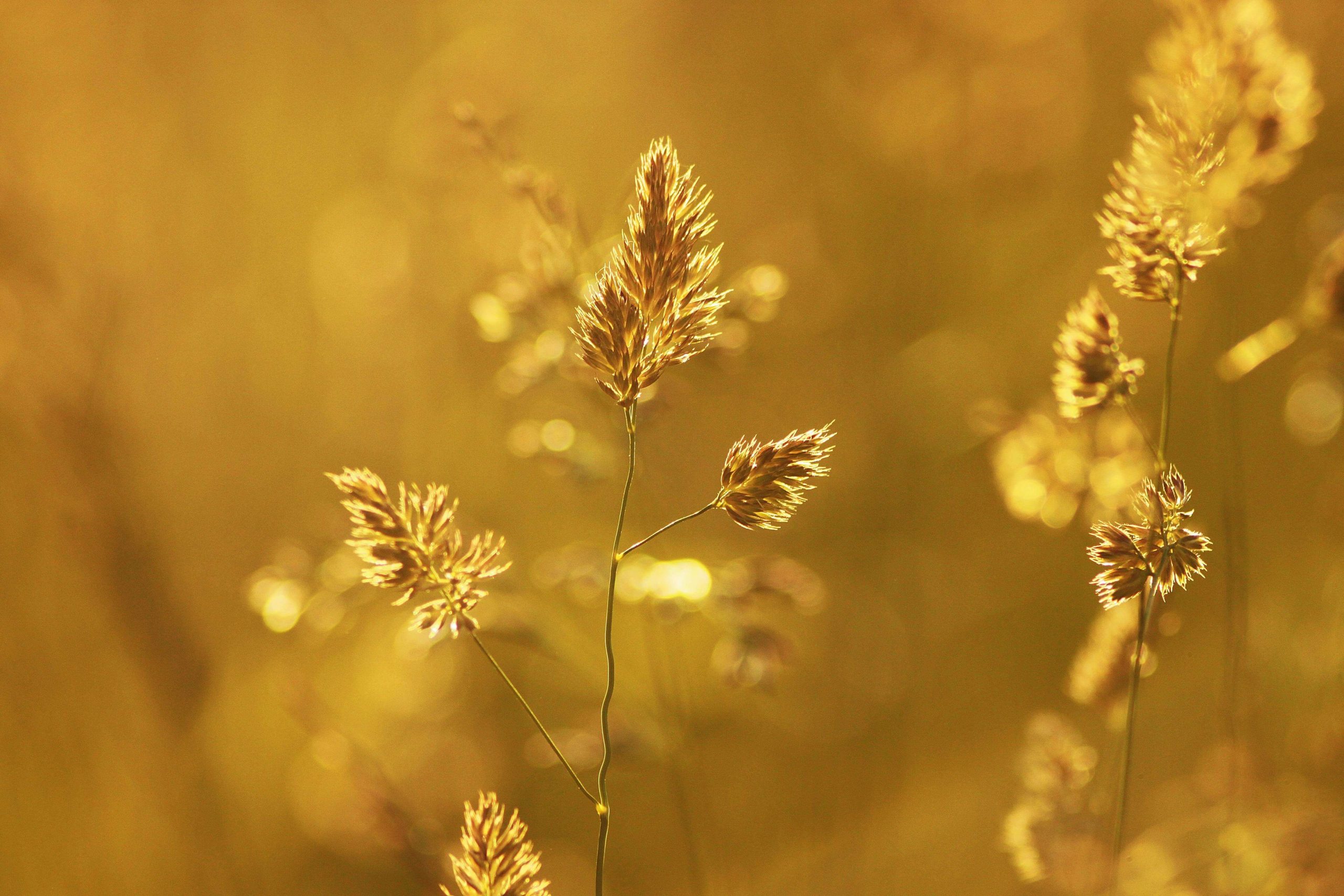 Unlocking Inner Harmony: The Benefits of Reiki Healing